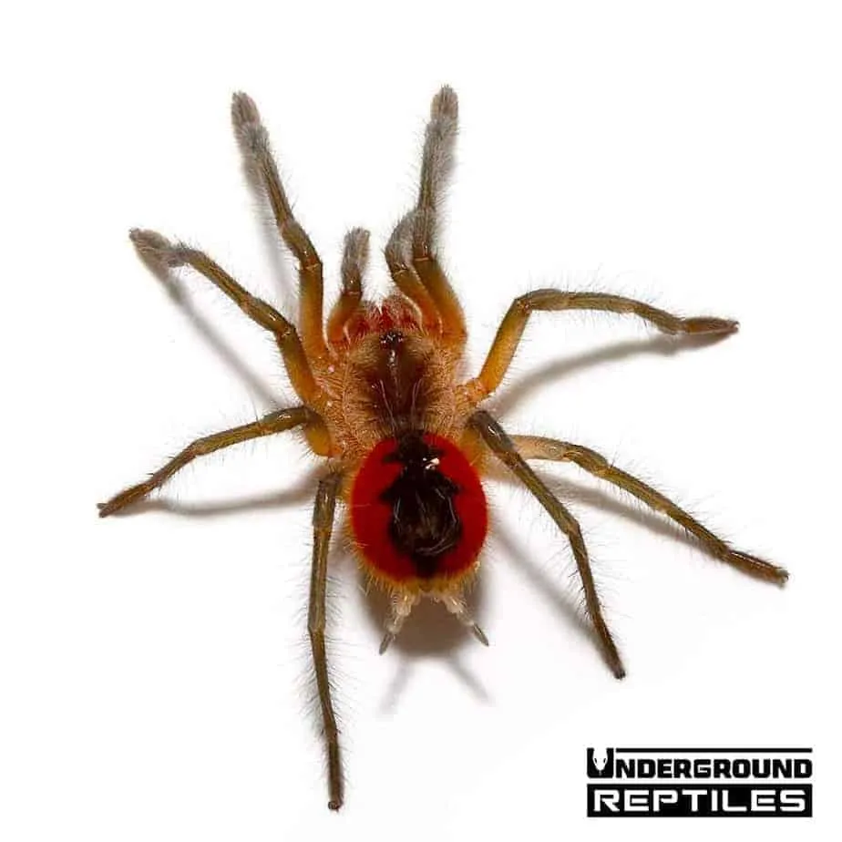 23731 birdeater tarantula water