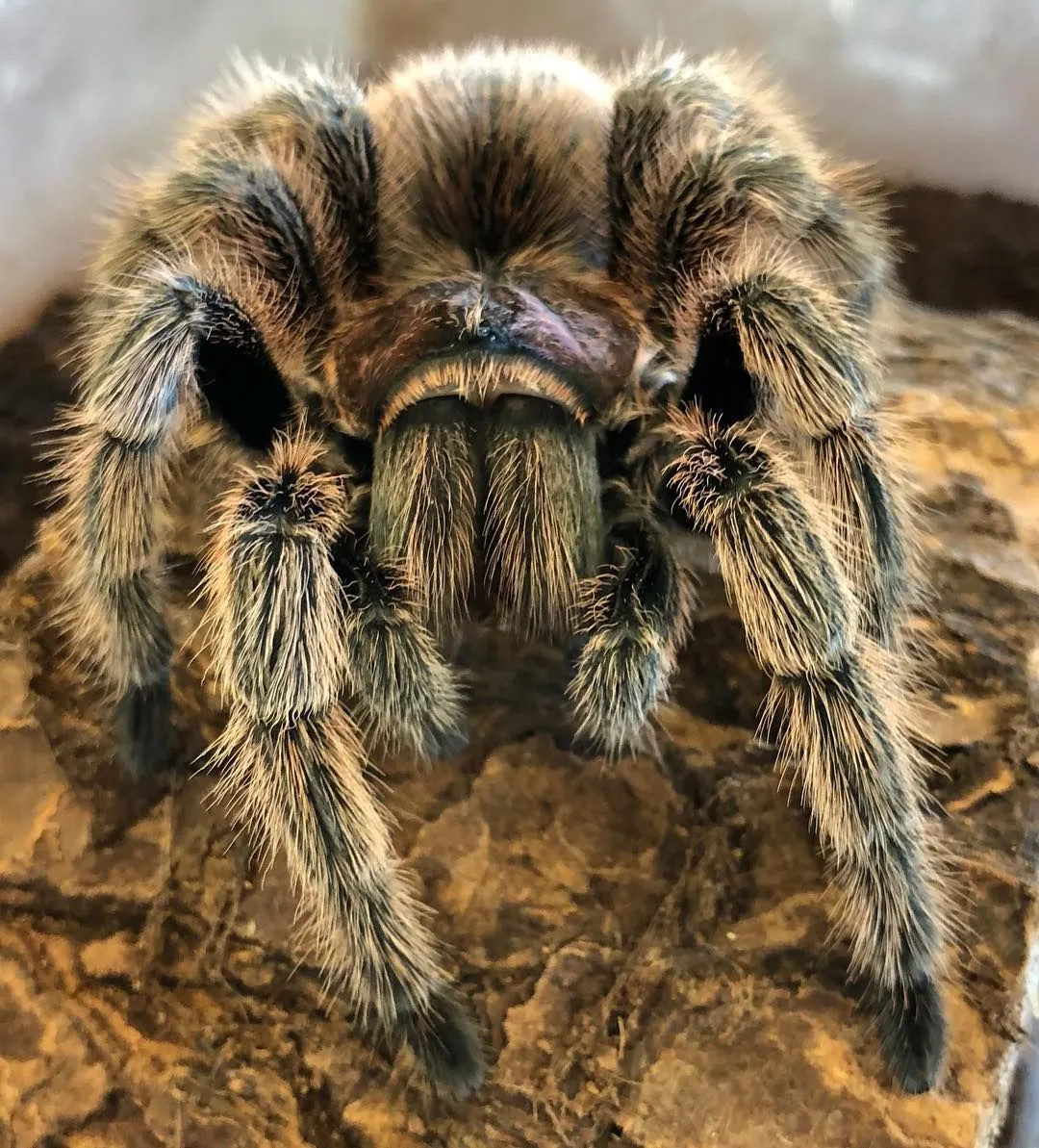 23733 brazilian red tarantula