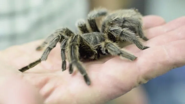 23733 curly hair tarantula
