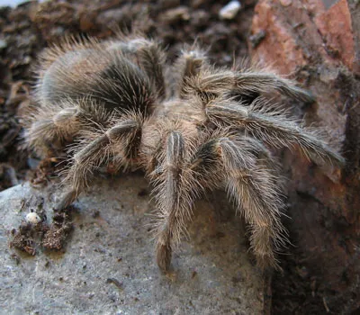 23733 mexican red knee tarantula