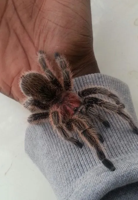 23733 pinktoe tarantula