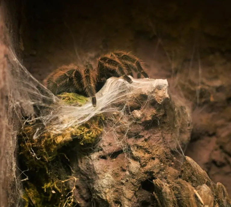 /img/23733-tarantula-feeding.webp