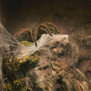 /img/23733-tarantula-feeding.webp