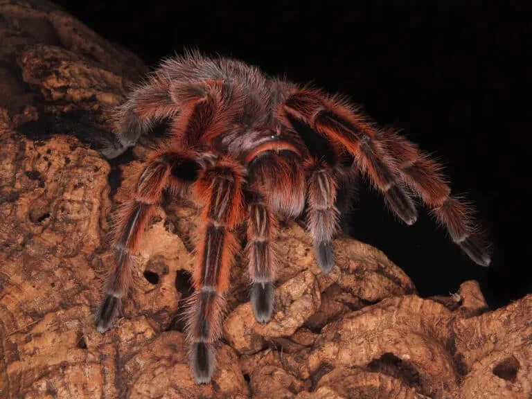 23733 tarantula habitat