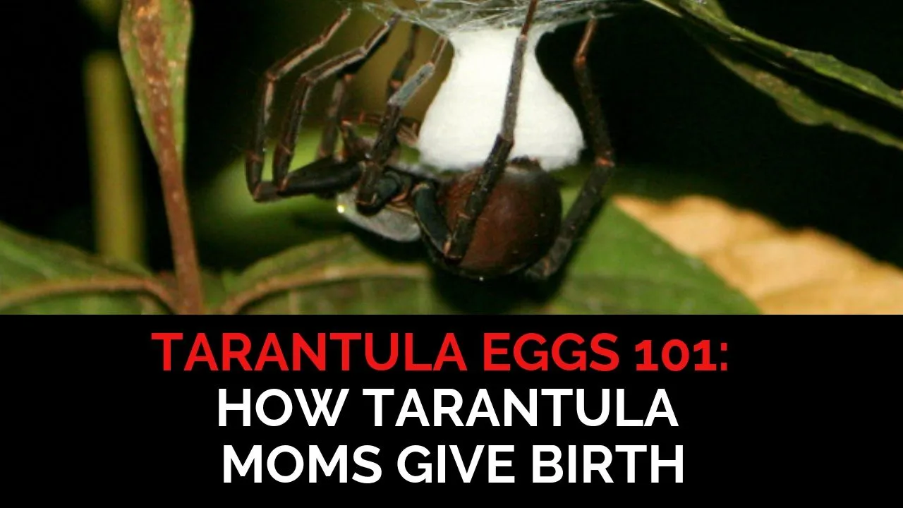 23735 tarantula development