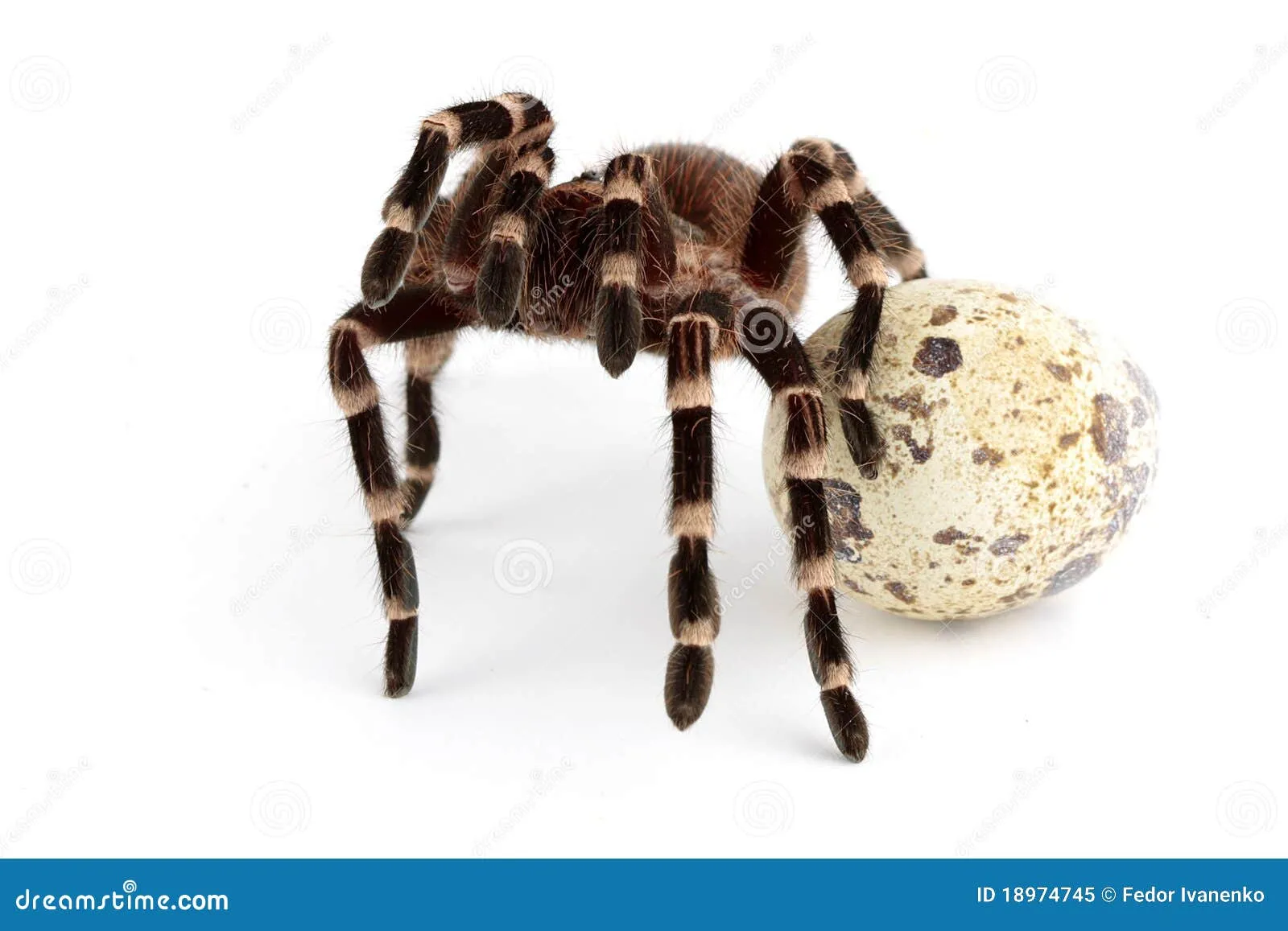 23735 tarantula habitat