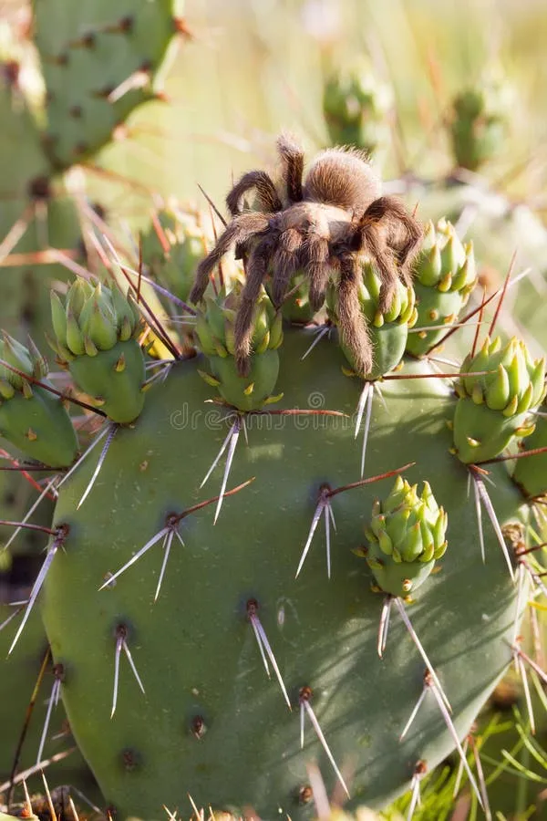 /img/23736-tarantula-mating.webp