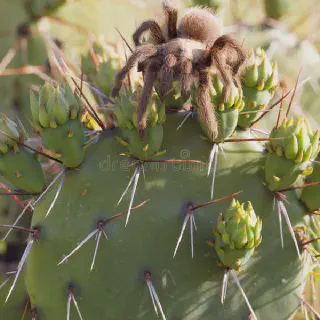 /img/23736-tarantula-mating.webp