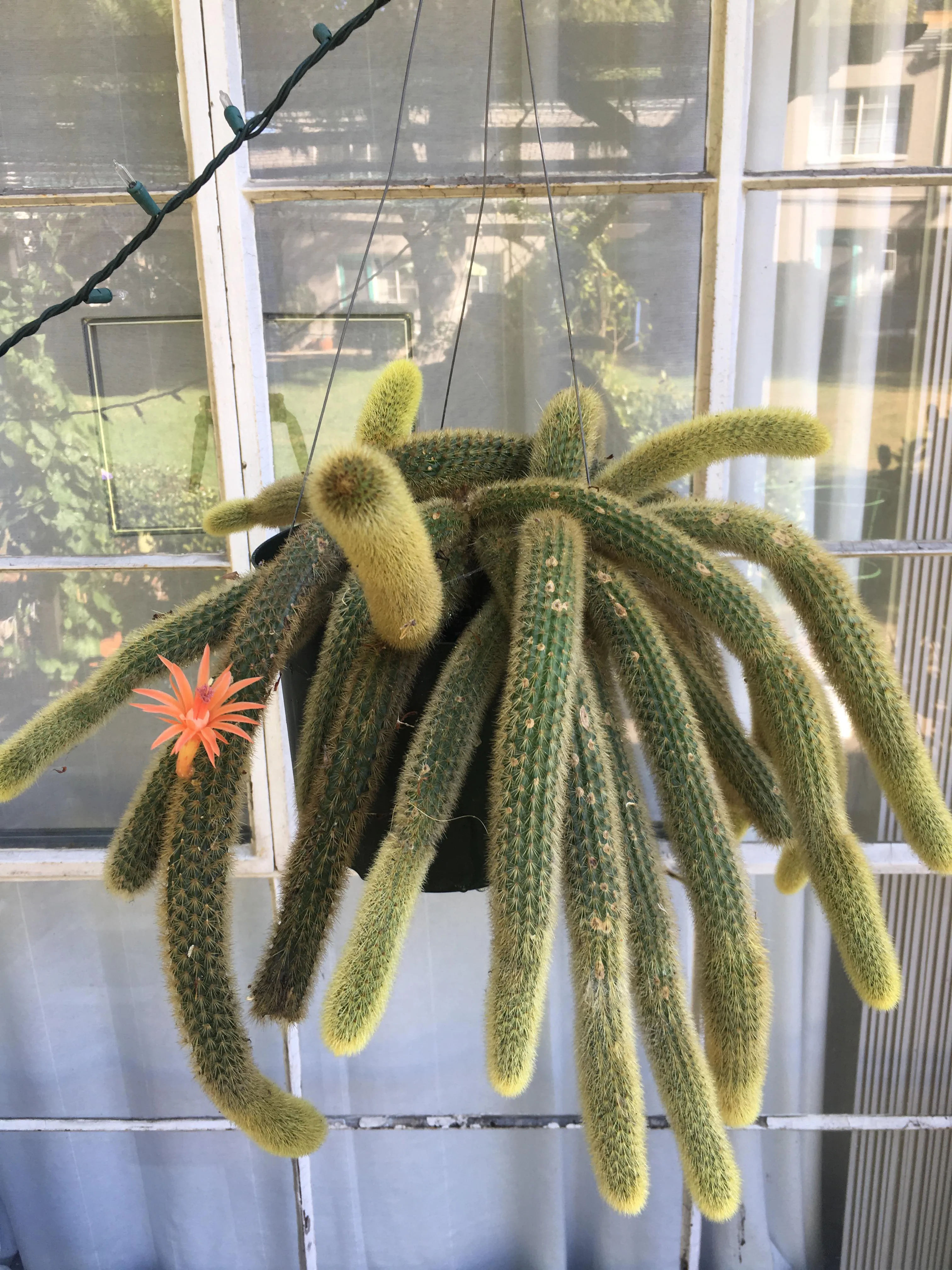 23736 tarantula venom