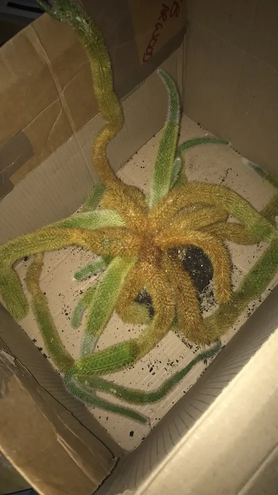 23736 tarantula water source