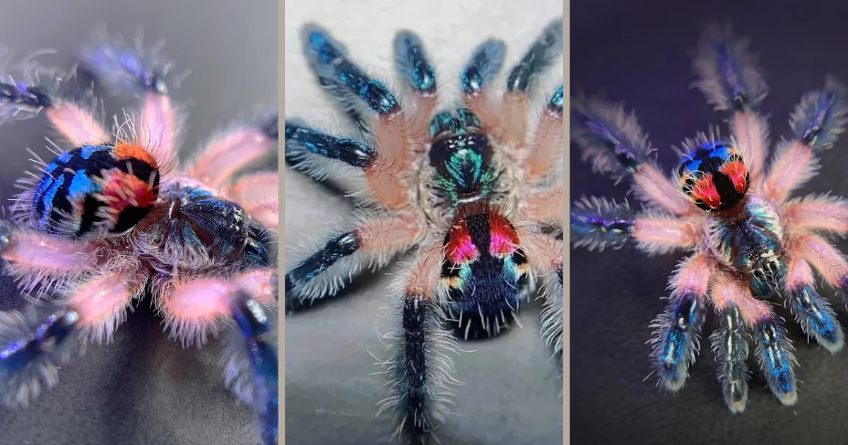 /img/23740-brazilian-jewel-tarantula-breeding.webp