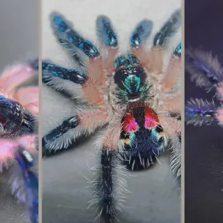 /img/23740-brazilian-jewel-tarantula-breeding.webp