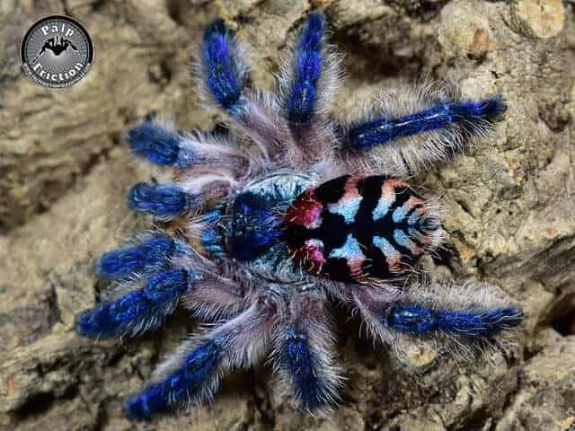 23740 brazilian jewel tarantula enclosure