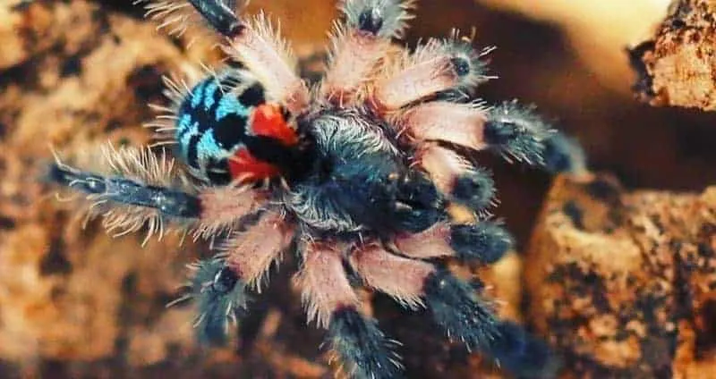 23740 brazilian jewel tarantula habitat