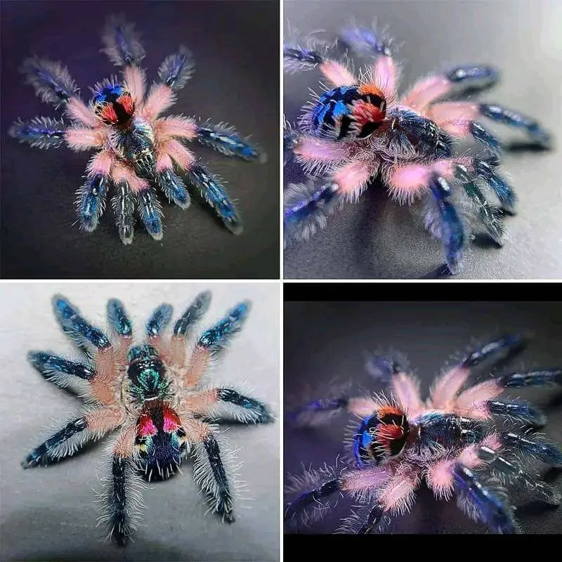 23740 brazilian jewel tarantula handling