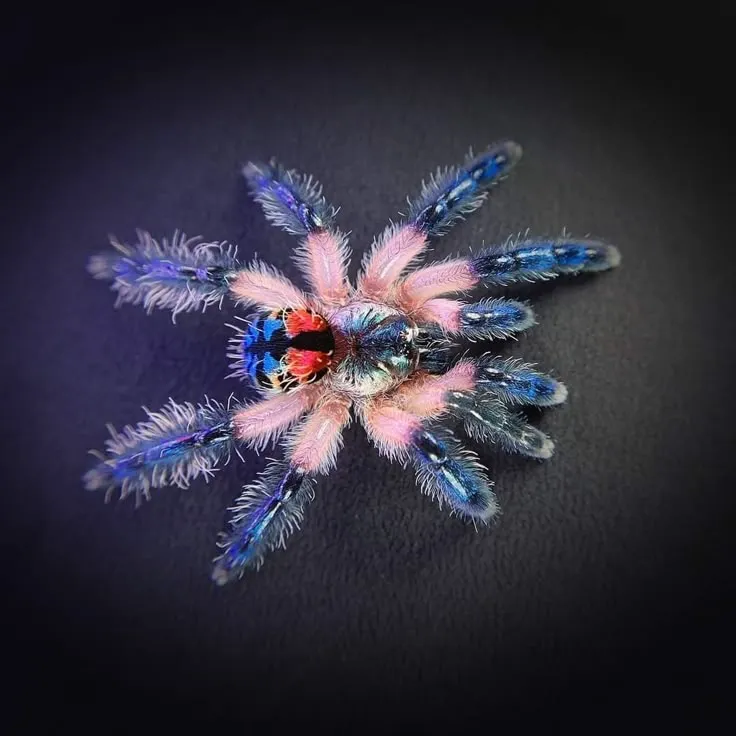 23740 brazilian jewel tarantula health