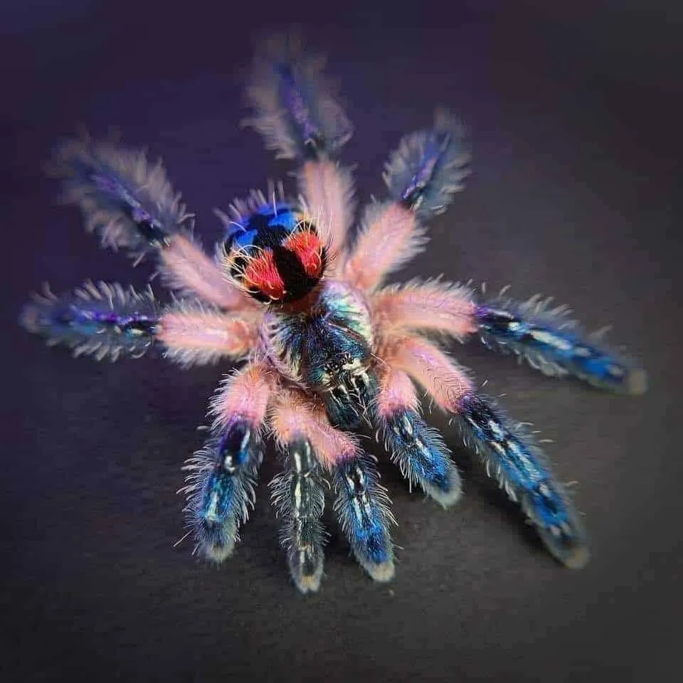 23740 brazilian jewel tarantula overview