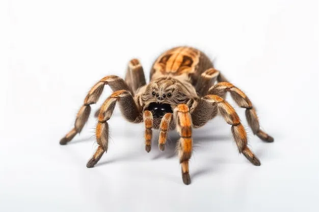 /img/23741-monitoring-tarantula-health.webp