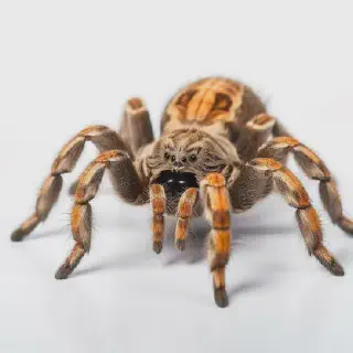 /img/23741-monitoring-tarantula-health.webp