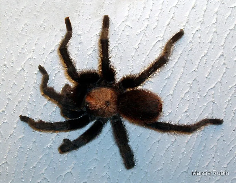 23741 tarantula diet adjustment