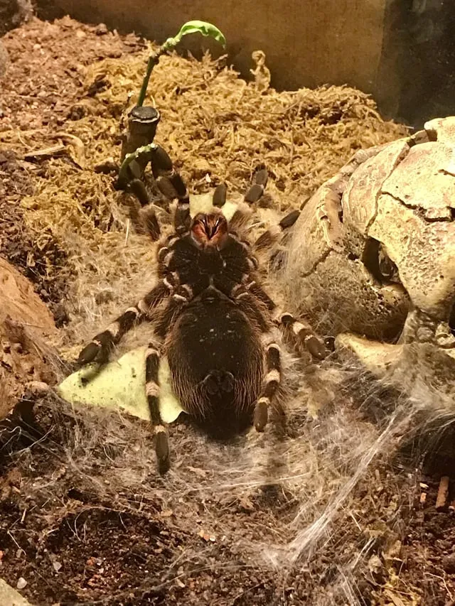 23741 tarantula enclosure size