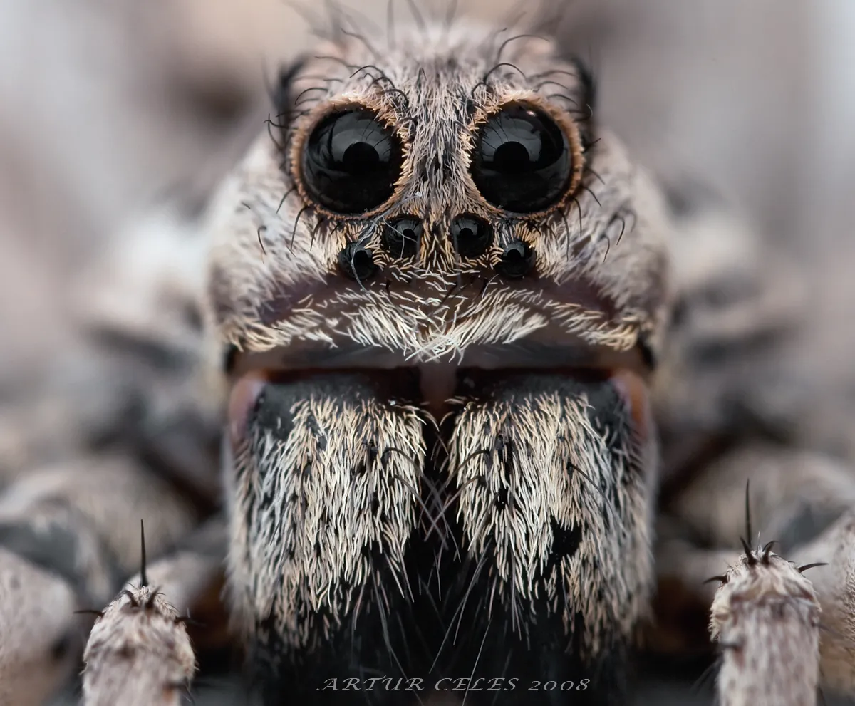 23741 tarantula exercise