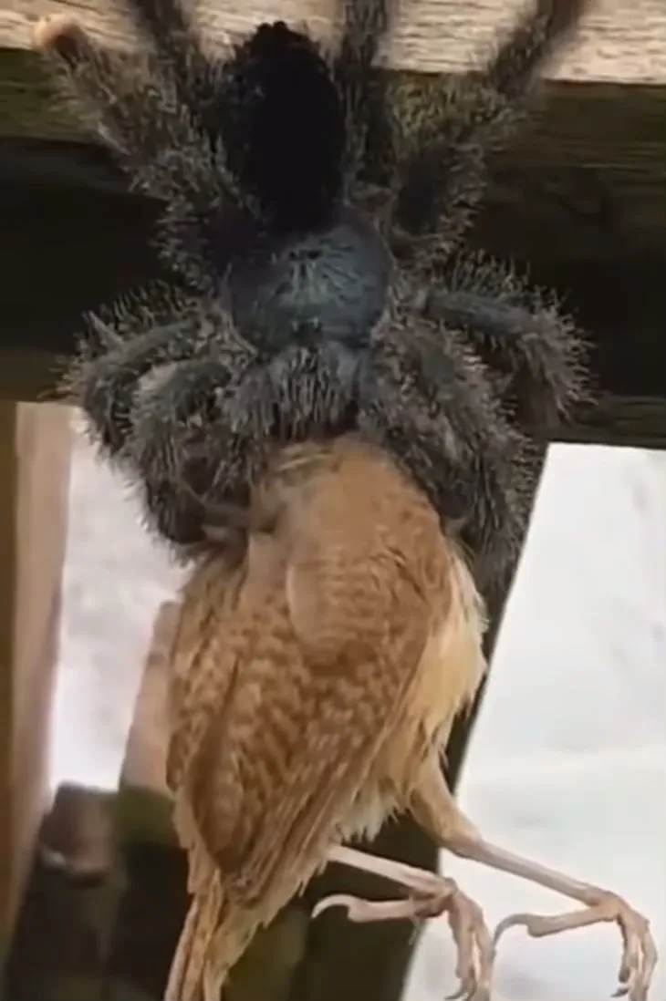 23741 veterinarian tarantula