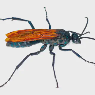 /img/23744-tarantula-hawk-balance.webp