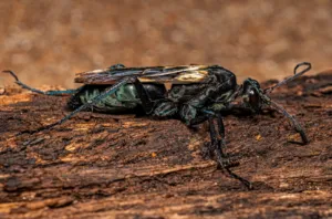 23744 tarantula hawk independence