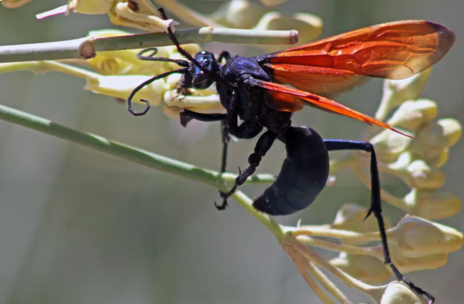 23744 tarantula hawk strength