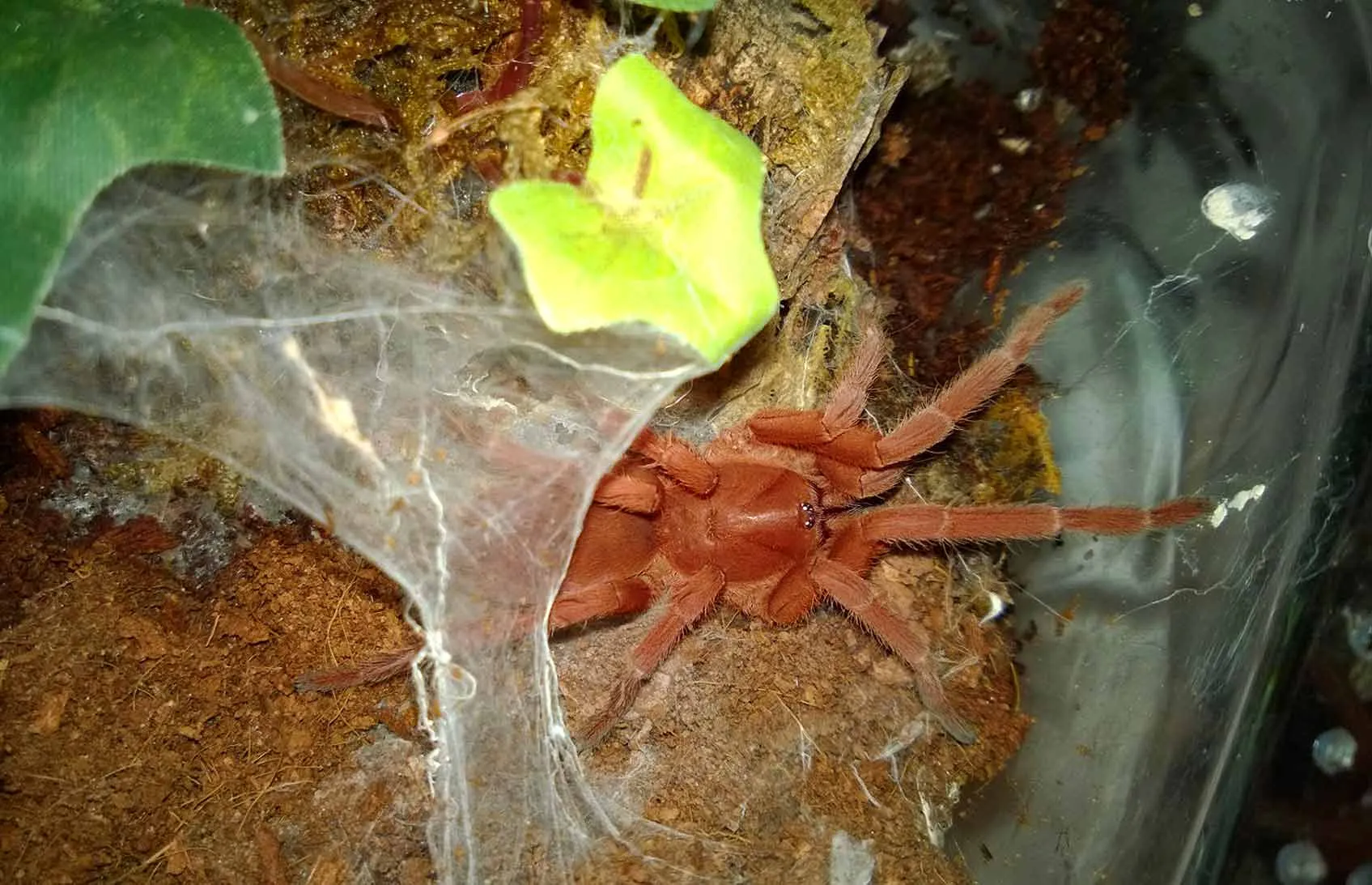 23745 kalimantan tarantula colors