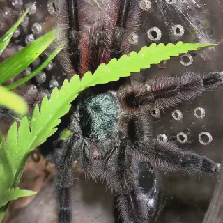 /img/23745-kalimantan-tarantula-range.webp