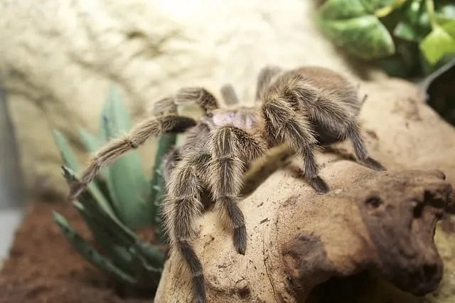 23756 rose hair tarantula cage setup 2