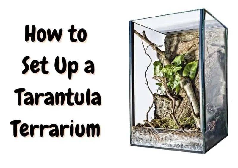 23756 rose hair tarantula cage setup 4