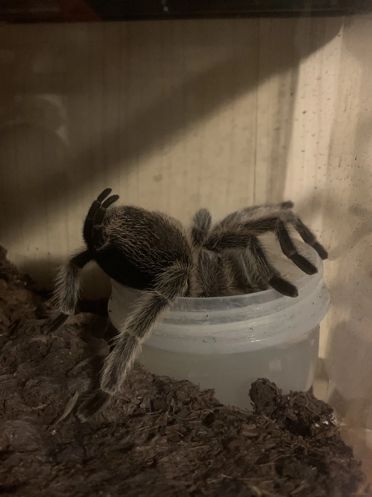 23756 rose hair tarantula cage setup 6