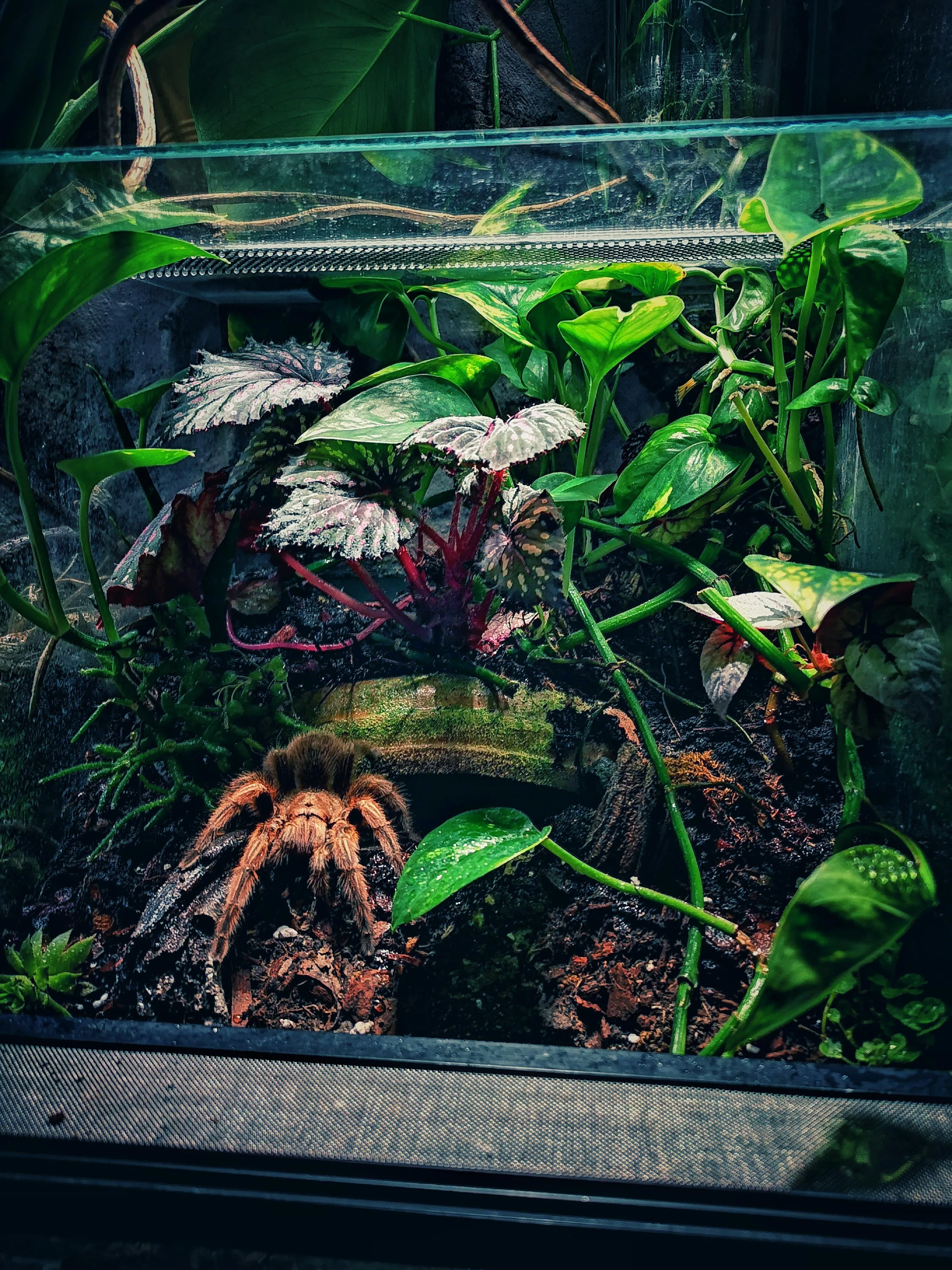 /img/23756-rose-hair-tarantula-cage-setup-7.webp