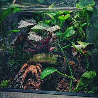 /img/23756-rose-hair-tarantula-cage-setup-7.webp