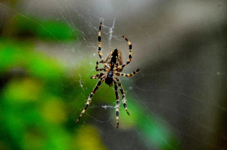 23760 tarantula behavior