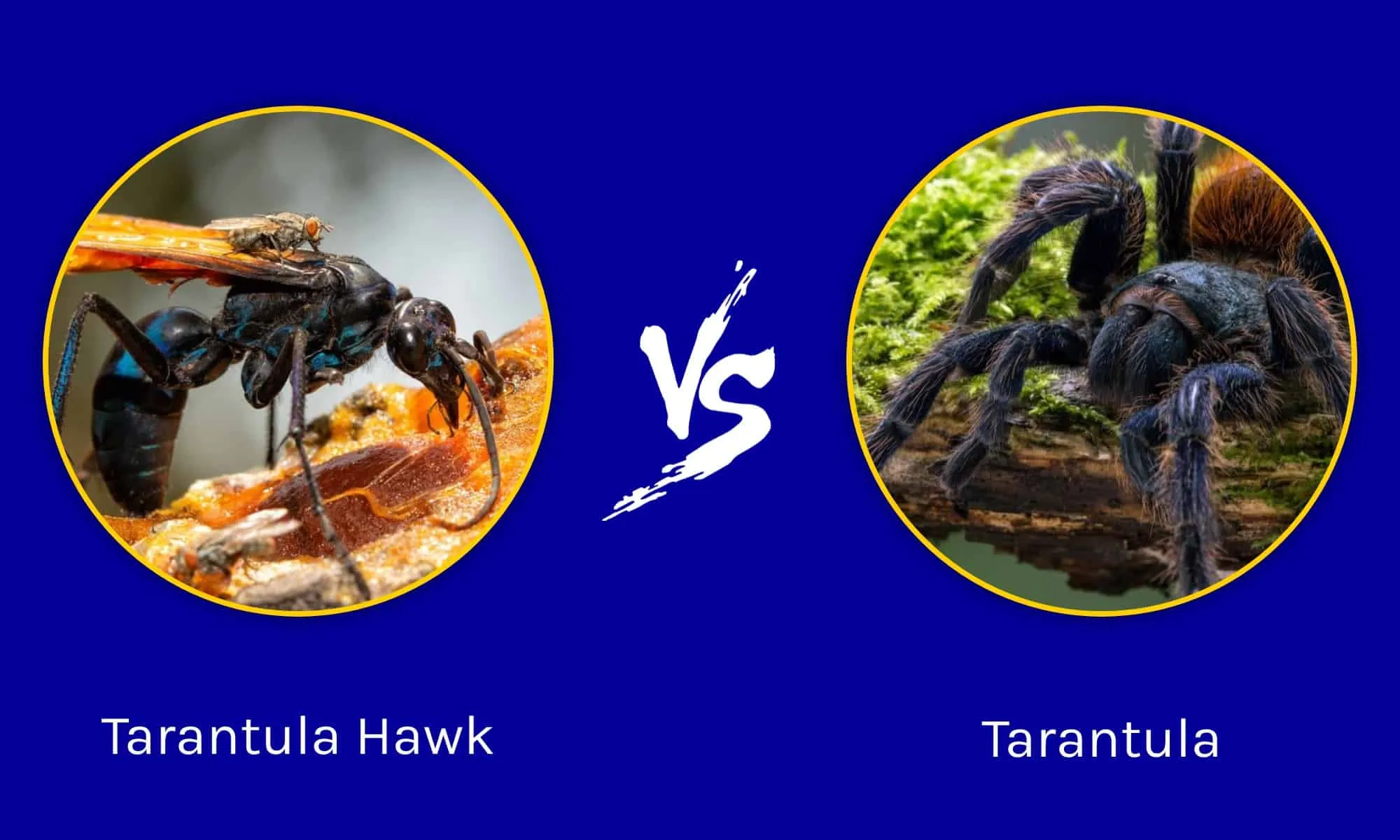 /img/23760-tarantula-life-cycle.webp
