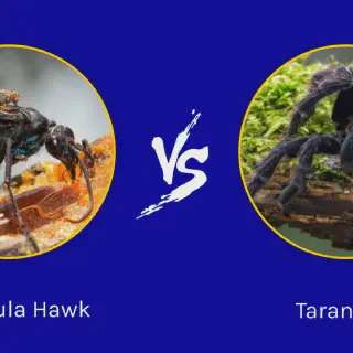 /img/23760-tarantula-life-cycle.webp
