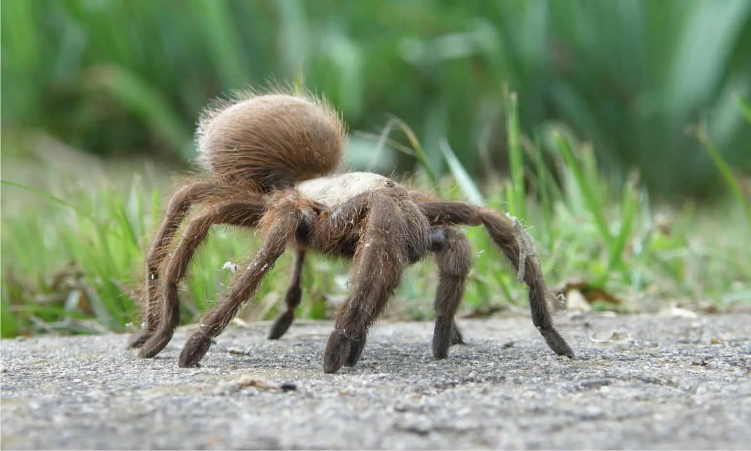23760 tarantula size comparison