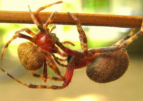 23760 tarantula vs gagamba appearance
