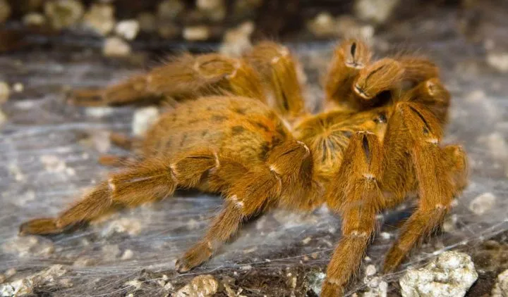 23762 best old world tarantulas 2