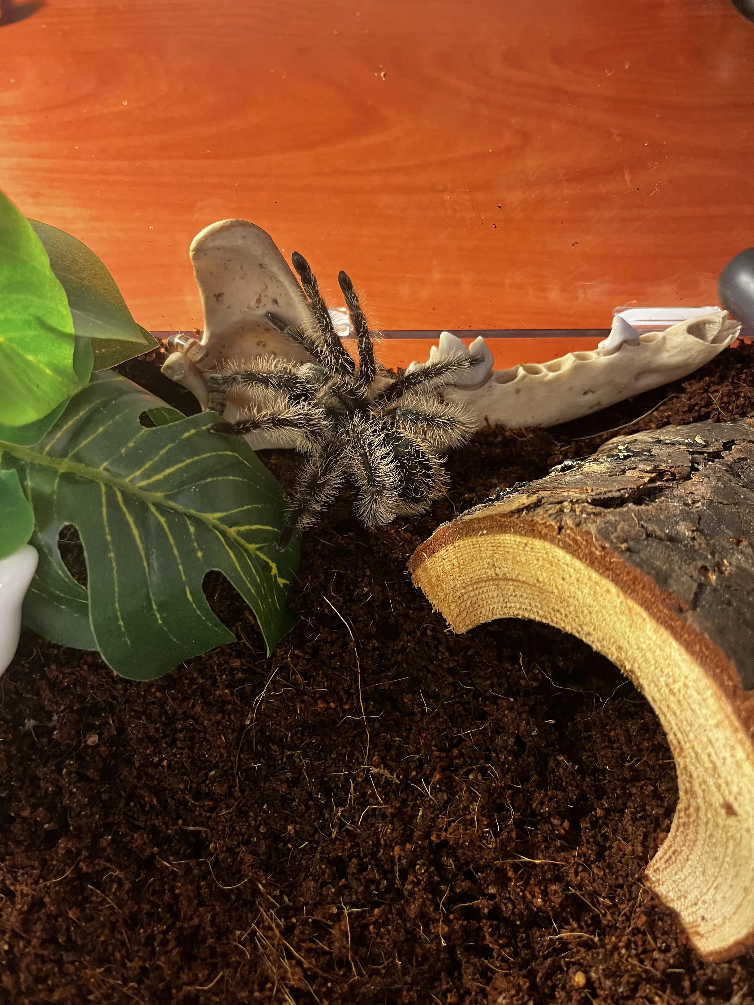/img/23762-old-world-tarantula-care.webp