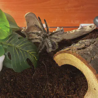 /img/23762-old-world-tarantula-care.webp