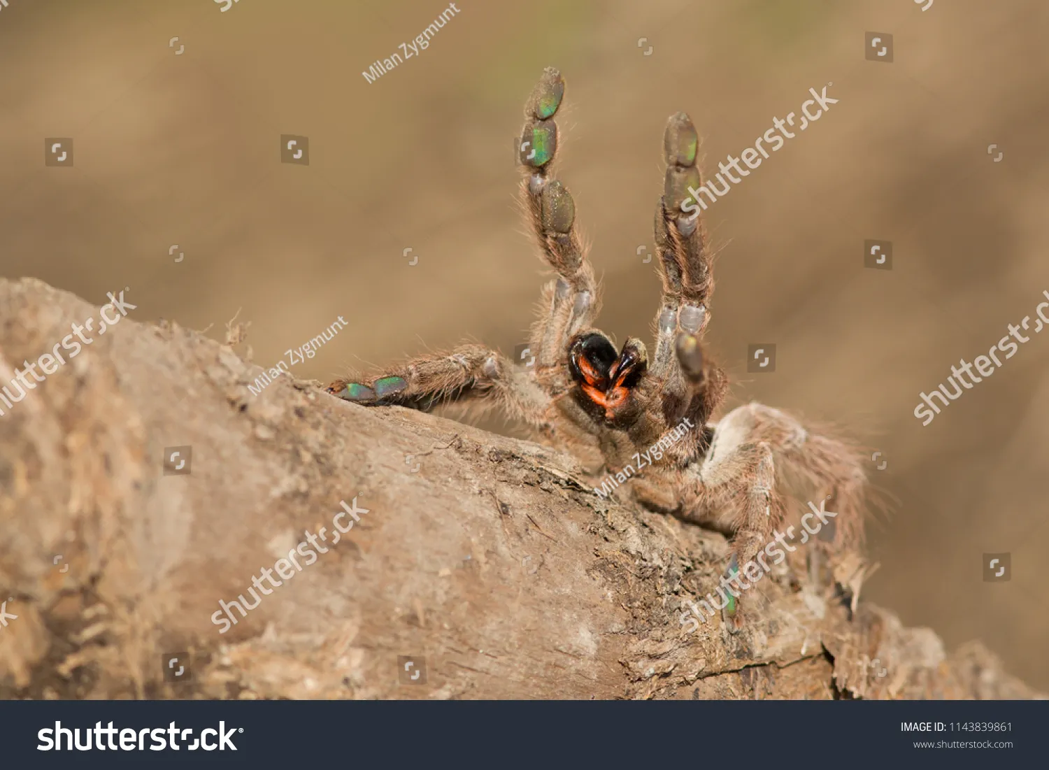 23762 poecilotheria metallica