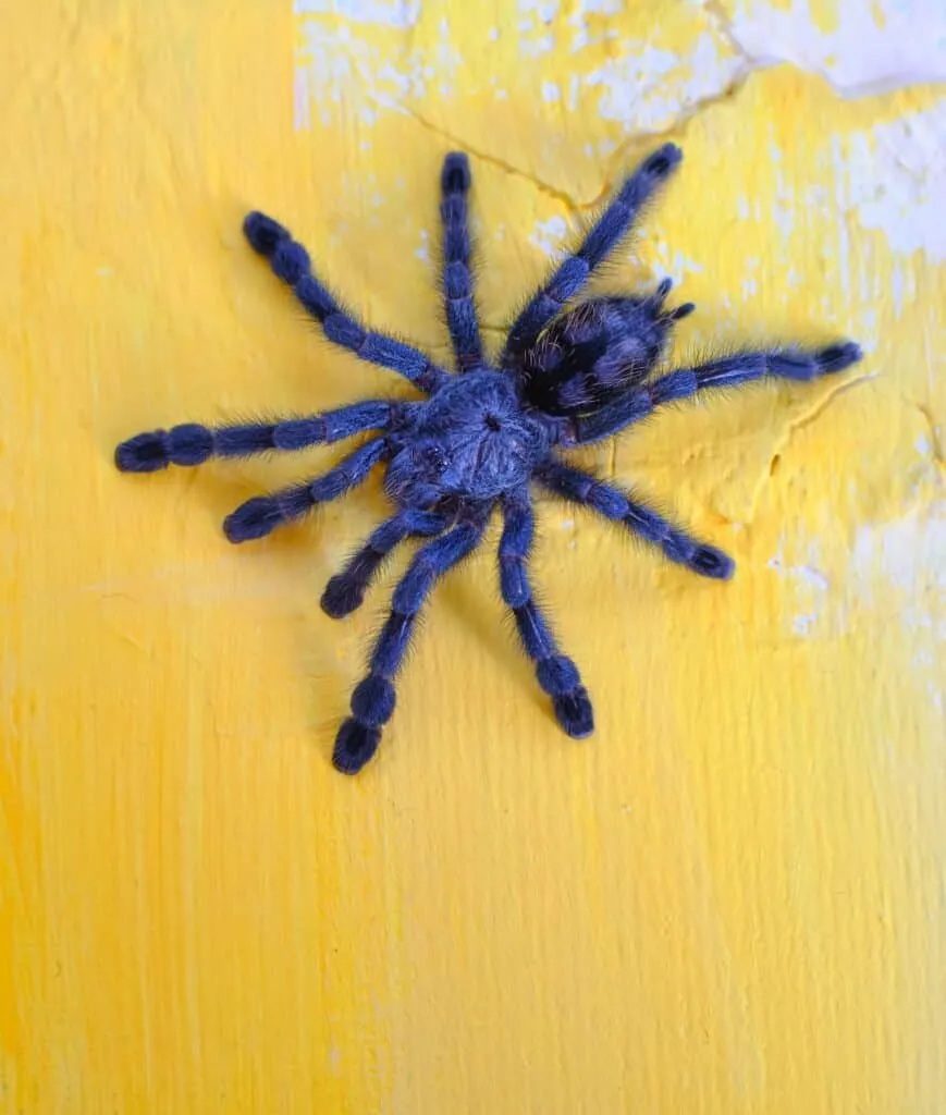 23762 pterinochilus murinus