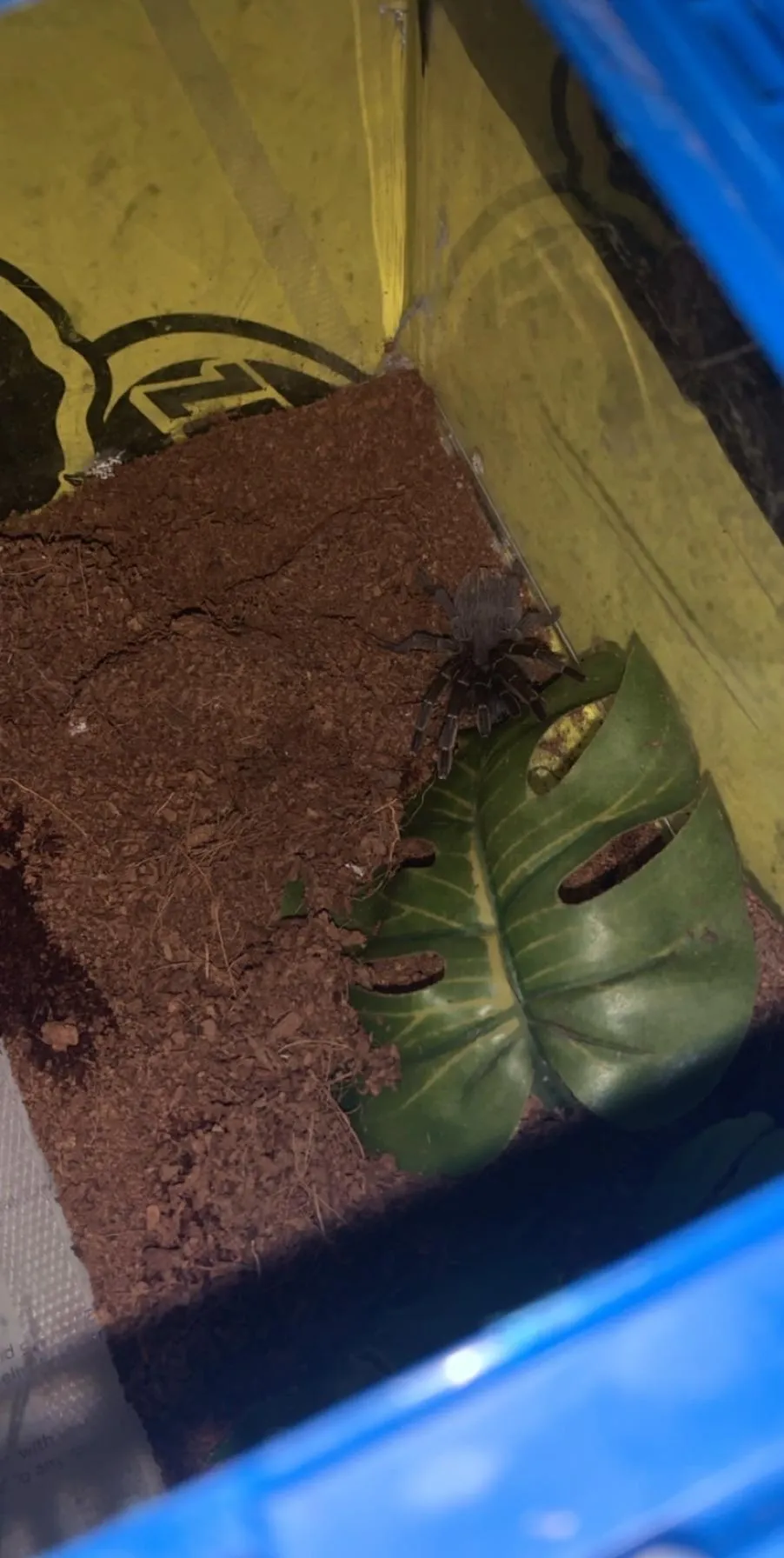 23762 stromatopelma calceatum