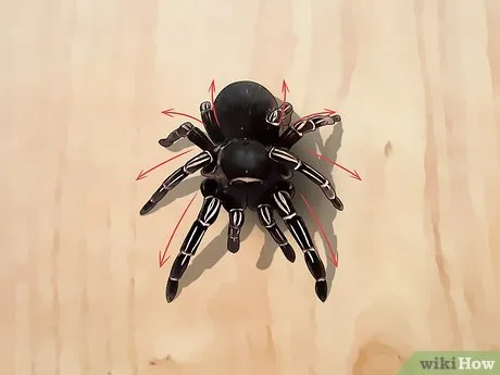 23763 molting tarantula