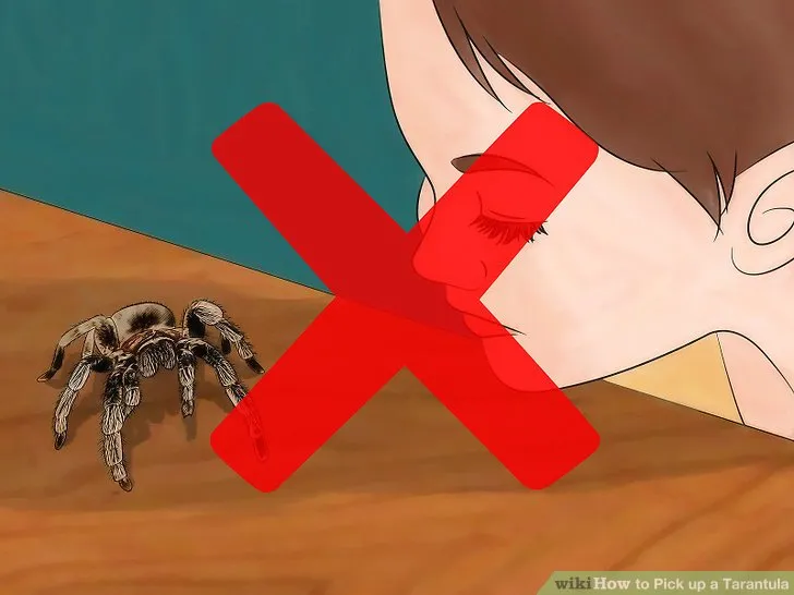 23763 stressed tarantula